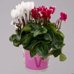 Alpenveilchen-Trio, Zufällige Farben, Topf-Ø 13 Cm, Höhe Ca. 30 Cm, 3er-Set -Die grüne Ecke 0210600498 Cyclamen persicum Trio 3er Set 5 117600