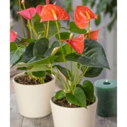 Flamingoblume, 'Orange Champion', Orange, Topf-Ø 12 Cm, Höhe Ca. 35 Cm -Die grüne Ecke 0210650133 Anthurium Orange Champion