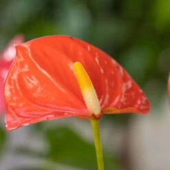 Flamingoblume, 'Orange Champion', Orange, Topf-Ø 12 Cm, Höhe Ca. 35 Cm -Die grüne Ecke 0210650133 Anthurium Orange Champion1