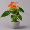 Flamingoblume, 'Orange Champion', Orange, Topf-Ø 12 Cm, Höhe Ca. 35 Cm 2 Flamingoblume, 'Orange Champion', Orange, Topf-Ø 12 Cm, Höhe Ca. 35 Cm -Die grüne Ecke 0210650133 Anthurium orange Champion 12cm 1 114724