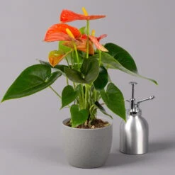 Flamingoblume, 'Orange Champion', Orange, Topf-Ø 12 Cm, Höhe Ca. 35 Cm -Die grüne Ecke 0210650133 Anthurium orange Champion 12cm 3 114726