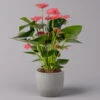 Flamingoblume, 'Pink Champion', Pink, Topf-Ø 14 Cm, Höhe Ca. 50 Cm -Die grüne Ecke 0210650273 Anthurium andr Pink Champion 14cm 1 114739