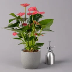 Flamingoblume, 'Pink Champion', Pink, Topf-Ø 14 Cm, Höhe Ca. 50 Cm -Die grüne Ecke 0210650273 Anthurium andr Pink Champion 14cm 3 114741