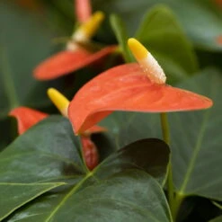 Flamingoblume, 'Prince Of Orange', Orange, Topf-Ø 30 Cm, Höhe Ca. 65 Cm -Die grüne Ecke 0210650412 Anthurium Andreanum Prince of Orange