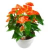 Flamingoblume, 'Prince Of Orange', Orange, Topf-Ø 30 Cm, Höhe Ca. 65 Cm -Die grüne Ecke 0210650412 Anthurium Andreanum Prince of Orange 30cm T H65cm