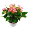 Flamingoblume, 'Pink Explosion', Pink, Topf-Ø 30 Cm, Höhe Ca. 65 Cm -Die grüne Ecke 0210650442 Anthurium Andreanum Pink Explosion 30cm T H65cm