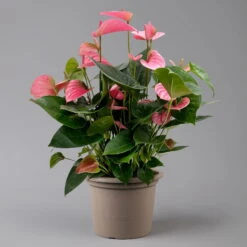 Flamingoblume 'Pink Champion', Pink, Topf-Ø 21 Cm, Höhe Ca. 65 Cm -Die grüne Ecke 0210650450 Anthurium andrPink Champion T21 H65 1 126767