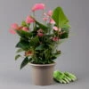 Flamingoblume 'Pink Champion', Pink, Topf-Ø 21 Cm, Höhe Ca. 65 Cm -Die grüne Ecke 0210650450 Anthurium andrPink Champion T21 H65 3 126766