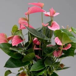 Flamingoblume 'Pink Champion', Pink, Topf-Ø 21 Cm, Höhe Ca. 65 Cm -Die grüne Ecke 0210650450 Anthurium andrPink Champion T21 H65 4 126765