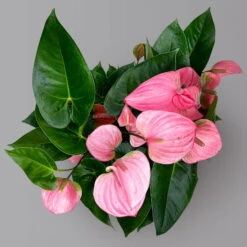 Flamingoblume 'Pink Champion', Pink, Topf-Ø 21 Cm, Höhe Ca. 65 Cm -Die grüne Ecke 0210650450 Anthurium andrPink Champion T21 H65 5 126764
