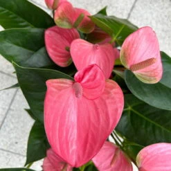 Flamingoblume 'Pink Champion', Pink, Topf-Ø 21 Cm, Höhe Ca. 65 Cm -Die grüne Ecke 0210650450 Anthurium andrPink Champion T21 H65 6 126746