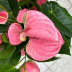 Flamingoblume 'Pink Champion', Pink, Topf-Ø 21 Cm, Höhe Ca. 65 Cm -Die grüne Ecke 0210650450 Anthurium andrPink Champion T21 H65 7 126745