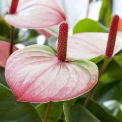 Flamingoblume 'Princess Amalia Elegance', Weiß&rot, Topf-Ø 30cm, Höhe Ca. 65cm -Die grüne Ecke 0210650467 Anthurium Andreanum Princess Amalia Elegance