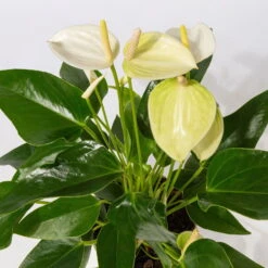 Flamingoblumen Mix Inkl. Übertopf Dallas Weiß, 2er-Set, Topf-Ø 12 Cm, Höhe 30 Cm -Die grüne Ecke 0210650522 Anthurium weiss pink 3er Set 2 2