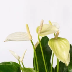 Flamingoblumen Mix Inkl. Übertopf Dallas Weiß, 2er-Set, Topf-Ø 12 Cm, Höhe 30 Cm -Die grüne Ecke 0210650522 Anthurium weiss pink 3er Set 4 1