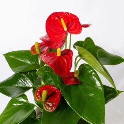 Flamingoblume Rot, Inkl. Übertopf Dallas Weiß, Topf-Ø 12 Cm, Höhe 30 Cm -Die grüne Ecke 0210650524 Anthurium pink rot inkl Keramik 3er Set 3 1