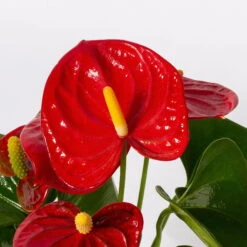Flamingoblume Rot, Inkl. Übertopf Dallas Weiß, Topf-Ø 12 Cm, Höhe 30 Cm -Die grüne Ecke 0210650524 Anthurium pink rot inkl Keramik 3er Set 5 1