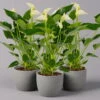 Flamingoblume 'White Champion', Topf-Ø 12 Cm, Höhe Ca. 35 Cm -Die grüne Ecke 0210650536 Anthurium weiss White Champion 3er Set 114770