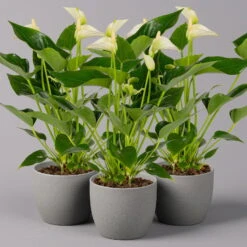 Flamingoblume 'White Champion', Topf-Ø 12 Cm, Höhe Ca. 35 Cm