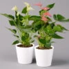 Flamingoblumen Mix Inkl. Übertopf Dallas Weiß, 2er-Set, Topf-Ø 12 Cm, Höhe 30 Cm -Die grüne Ecke 0210650540 Anthurium weiss pink inkl Dallas weiss 2er Set 114767
