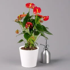 Flamingoblume Rot, Inkl. Übertopf Dallas Weiß, Topf-Ø 12 Cm, Höhe 30 Cm -Die grüne Ecke 0210650541 Anthurium rot inkl Dallas weiss 3 114753 1