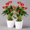 Flamingoblumen Mix Inkl. Übertopf Dallas Weiß, Topf-Ø 12 Cm, 2er-Set -Die grüne Ecke 0210650542 Anthurium rot inkl Dallas weiss 2er Set 114754