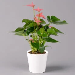 Flamingoblumen Mix Inkl. Übertopf Dallas Weiß, 2er-Set, Topf-Ø 12 Cm, Höhe 30 Cm -Die grüne Ecke 0210650543 Anthurium pink inkl Dallas weiss 1 114757 1