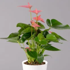 Flamingoblumen Mix Inkl. Übertopf Dallas Weiß, 2er-Set, Topf-Ø 12 Cm, Höhe 30 Cm -Die grüne Ecke 0210650543 Anthurium pink inkl Dallas weiss 2 114758 1