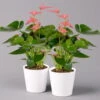 Flamingoblumen Pink Inkl. Übertopf Dallas Weiß, Topf-Ø 12 Cm, 2er-Set -Die grüne Ecke 0210650544 Anthurium pink inkl Dallas weiss 2er Set 114760
