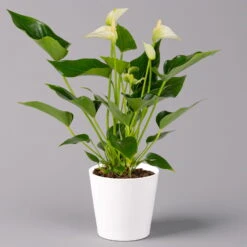 Flamingoblumen Mix Inkl. Übertopf Dallas Weiß, 2er-Set, Topf-Ø 12 Cm, Höhe 30 Cm -Die grüne Ecke 0210650545 Anthurium weiss inkl Dallas weiss 1 114761 3