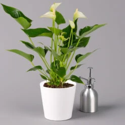 Flamingoblume Weiß, Inkl. Übertopf Dallas Weiß, Topf-Ø 12 Cm, Höhe Ca. 30 Cm -Die grüne Ecke 0210650545 Anthurium weiss inkl Dallas weiss 3 114763 2