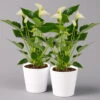 Flamingoblumen Mix Inkl. Übertopf Dallas Weiß, Topf-Ø 12 Cm, 2er-Set -Die grüne Ecke 0210650546 Anthurium weiss inkl Dallas weiss 2er Set 114764