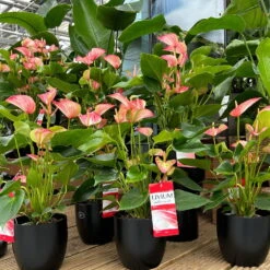 Flamingoblume 'Livium Red' Rot-weiß Gestreift, Topf-Ø 21 Cm -Die grüne Ecke 0210650561 0210650616 0210650617 Anthurium Livium Red T14 T21 7 126736