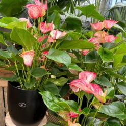 Flamingoblume 'Livium Red' Rot-weiß Gestreift, Topf-Ø 21 Cm -Die grüne Ecke 0210650561 0210650616 0210650617 Anthurium Livium Red T14 T21 8 126735