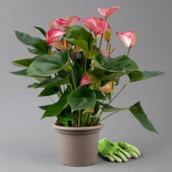 Flamingoblume 'Livium Red' Rot-weiß Gestreift, Topf-Ø 21 Cm -Die grüne Ecke 0210650561 Anthurium Livium Red T21 H65 Sondersorte 1 126772
