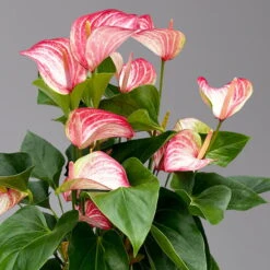 Flamingoblume 'Livium Red' Rot-weiß Gestreift, Topf-Ø 21 Cm -Die grüne Ecke 0210650561 Anthurium Livium Red T21 H65 Sondersorte 3 126769