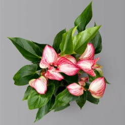 Flamingoblume 'Livium Red' Rot-weiß Gestreift, Topf-Ø 21 Cm -Die grüne Ecke 0210650561 Anthurium Livium Red T21 H65 Sondersorte 4 126770