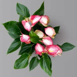 Flamingoblume 'Livium Red' Rot-weiß Gestreift, Topf-Ø 21 Cm -Die grüne Ecke 0210650561 Anthurium Livium Red T21 H65 Sondersorte 5 126771