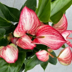 Flamingoblume 'Livium Red' Rot-weiß Gestreift, Topf-Ø 21 Cm -Die grüne Ecke 0210650561 Anthurium Livium Red T21 H65 Sondersorte 7 126747