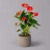 Flamingoblume 'Red Champion' Rot, Inkl. Übertopf Monza Grau, Topf-Ø 12 Cm -Die grüne Ecke 0210650599 Anthurium Red Champion in Keramik grau 12cm T H 40cm uebertopf Monza 119991