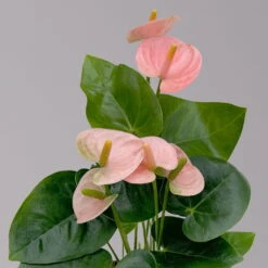 Flamingoblume 'Spirit Champion' Hellrosa, Inkl. Übertopf Dallas, Topf-Ø 12 Cm -Die grüne Ecke 0210650621 Anthurium a Spirit Champion hellrosa T12 Dallas weiss 2 126785