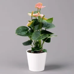 Flamingoblume 'Spirit Champion' Hellrosa, Inkl. Übertopf Dallas, Topf-Ø 12 Cm -Die grüne Ecke 0210650621 Anthurium a Spirit Champion hellrosa T12 Dallas weiss 3 126789