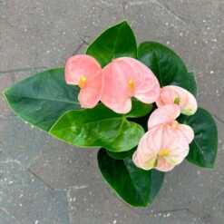 Flamingoblume 'Spirit Champion' Hellrosa, Inkl. Übertopf Dallas, Topf-Ø 12 Cm -Die grüne Ecke 0210650621 Anthurium a Spirit Champion hellrosa T12 Dallas weiss 4 126786