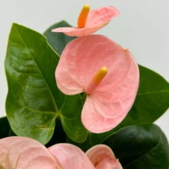 Flamingoblume 'Spirit Champion' Hellrosa, Inkl. Übertopf Dallas, Topf-Ø 12 Cm -Die grüne Ecke 0210650621 Anthurium a Spirit Champion hellrosa T12 Dallas weiss 5 126787