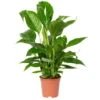 Einblatt 'Vivaldi', Weiß, Topf-Ø 17 Cm, Höhe Ca. 60-80 Cm -Die grüne Ecke 0210660022 Spathiphyllum Vivaldi 17cm T H80cm 3 4Blueten