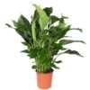 Einblatt 'Sweet Silvana', Topf-Ø 24 Cm, Höhe Ca. 90 Cm -Die grüne Ecke 0210660060 Spathiphyllum Sweet Silvana 24cm T H 90cm