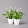 Einblatt 'Bellini', Topf-Ø 13 Cm, Mit Topf Dallas Weiß, Höhe Ca. 30 Cm, 2er-Set -Die grüne Ecke 0210660075 Spathiphyllum wallisii im UeT Dallas weiss 2er Set