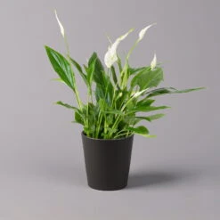 Einblatt 'Bellini', Topf-Ø 13 Cm, Mit Topf Anthrazit, Höhe Ca. 30 Cm, 3er-Set -Die grüne Ecke 0210660076 Spath wall Bellini UeT Dallas anthrazit 1