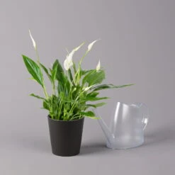 Einblatt 'Bellini', Topf-Ø 13 Cm, Mit Topf Anthrazit, Höhe Ca. 30 Cm, 3er-Set -Die grüne Ecke 0210660076 Spath wall Bellini UeT Dallas anthrazit 3