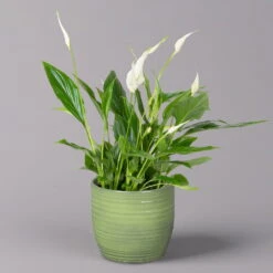 Einblatt 'Bellini' In Keramiktopf Bergamo Grün, Topf-Ø 13 Cm, Höhe Ca. 30 Cm